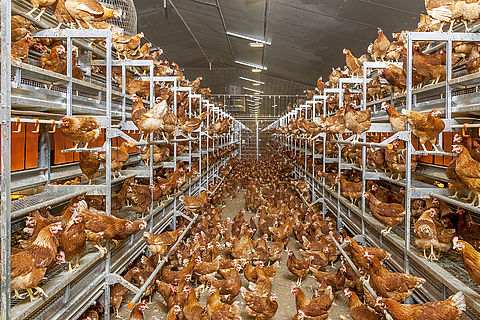 poultry egg production